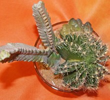 Cactus in bicchiere  Verdemax